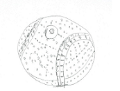 �싅�{�[���̊G